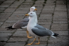 20150313-IMG_3561